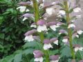 Acanthus mollis